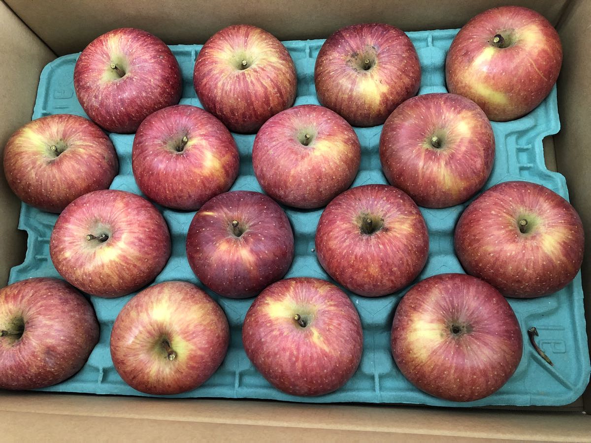 白井さん家の無農薬有機栽培のリンゴ