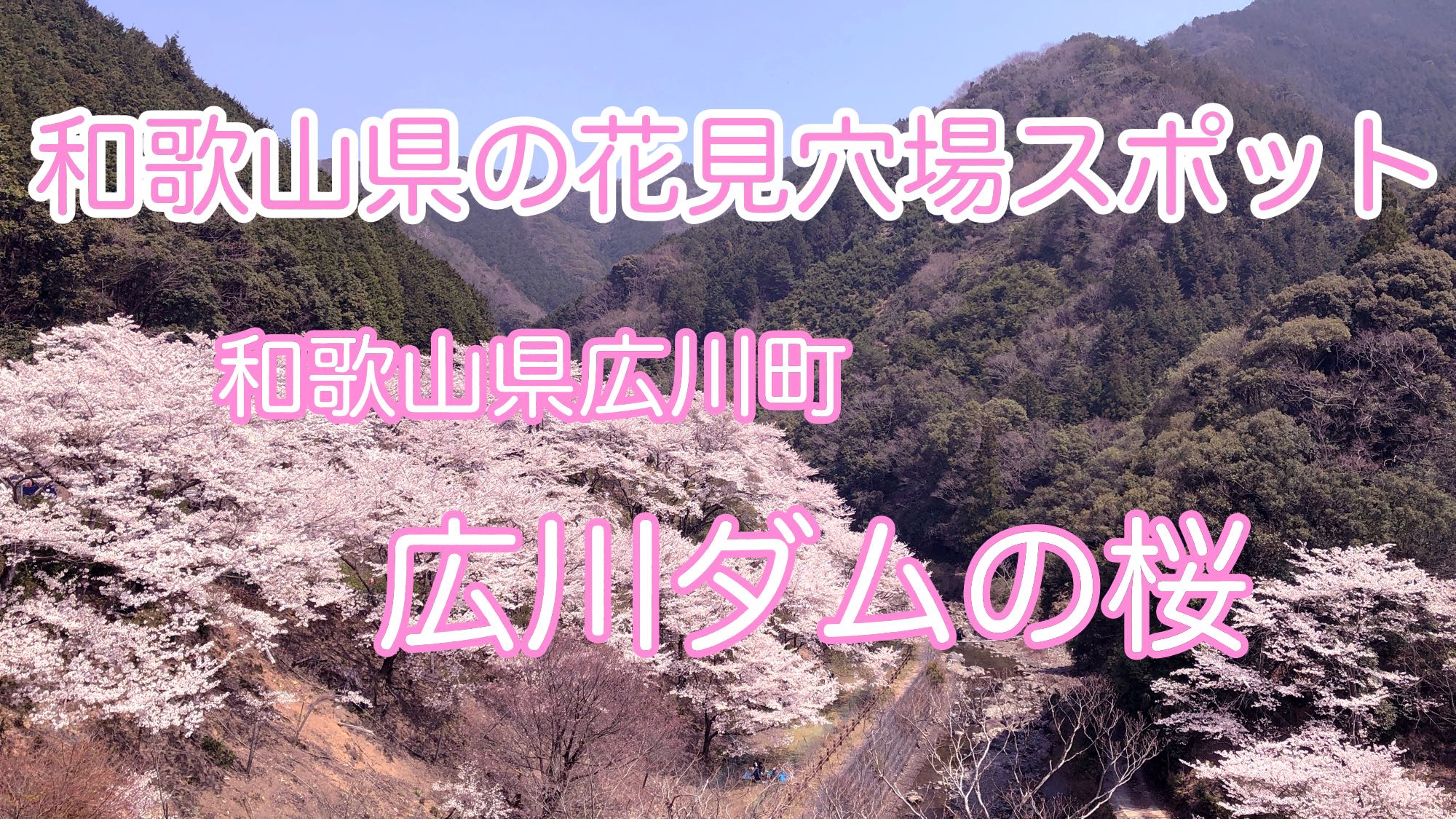 和歌山県　穴場花見スポット　広川ダムの桜
