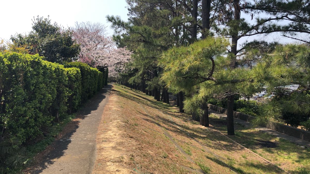 和歌山県　穴場花見スポット　広川ダムの桜